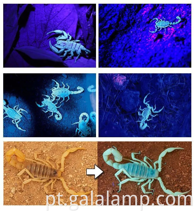 Faróis UV recarregáveis com 395nm LED para pesca noturna e caça ao escorpião